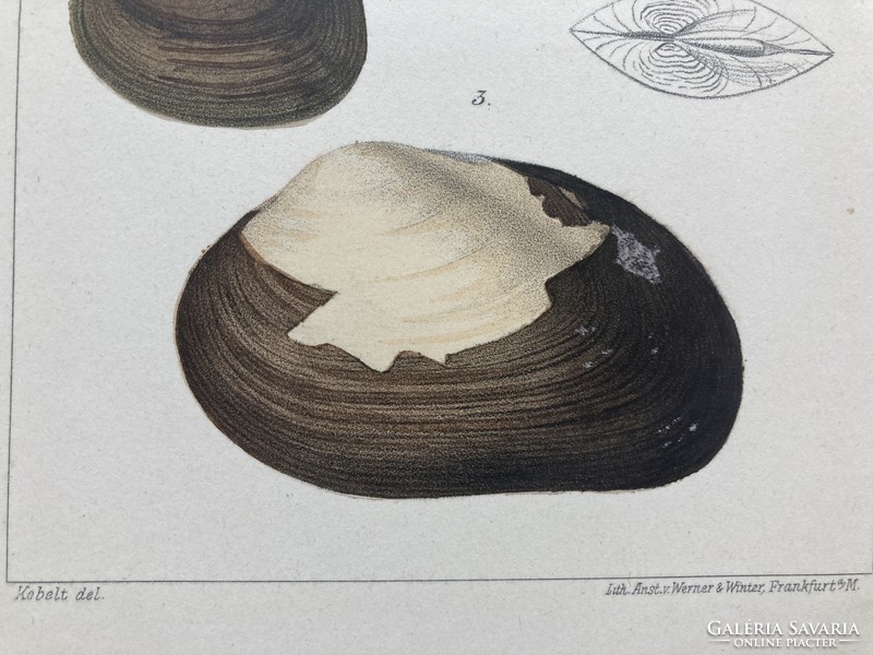Land & Süsswasser-Mollusken, 1895 - Tíz színes litográfia kagylókról, csigákról