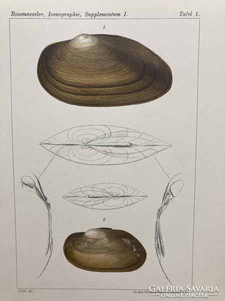 Land & süsswasser-mollusken, 1895 - ten color lithographs of shells, snails