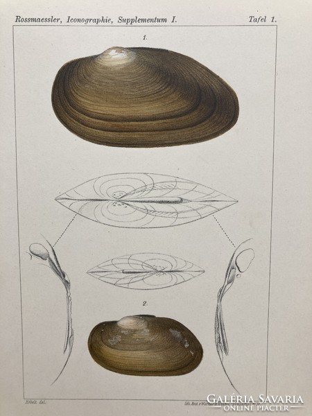 Land & Süsswasser-Mollusken, 1895 - Tíz színes litográfia kagylókról, csigákról