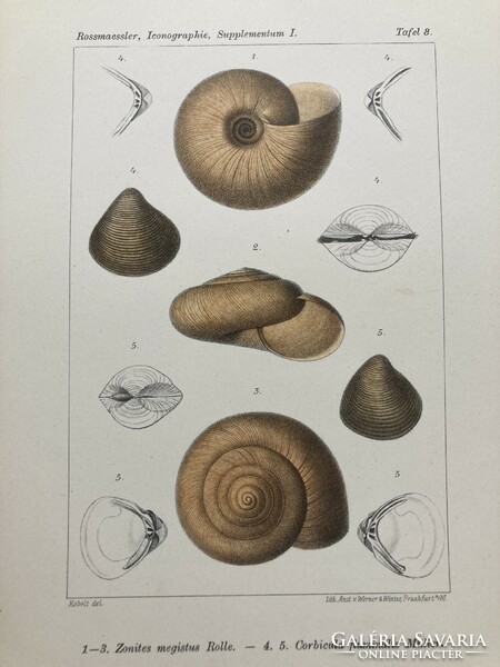 Land & süsswasser-mollusken, 1895 - ten color lithographs of shells, snails