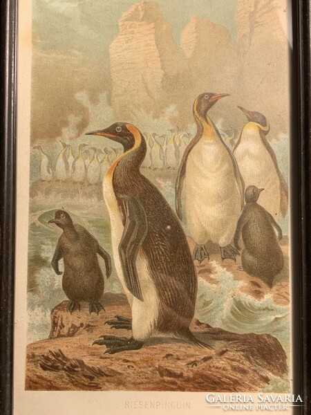 Brehm print 1890 penguins
