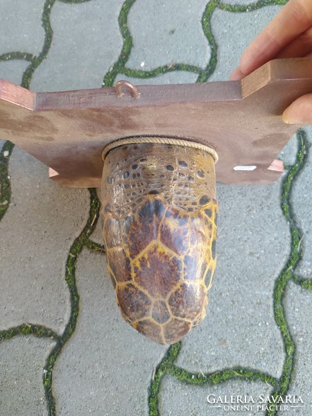 Tortoise head preparation