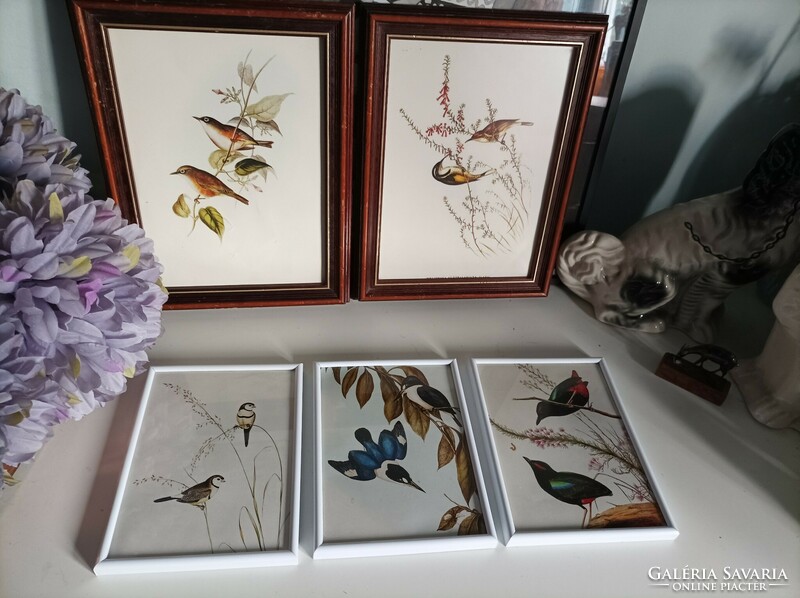 3 Old prints depicting birds in a white frame ornithology