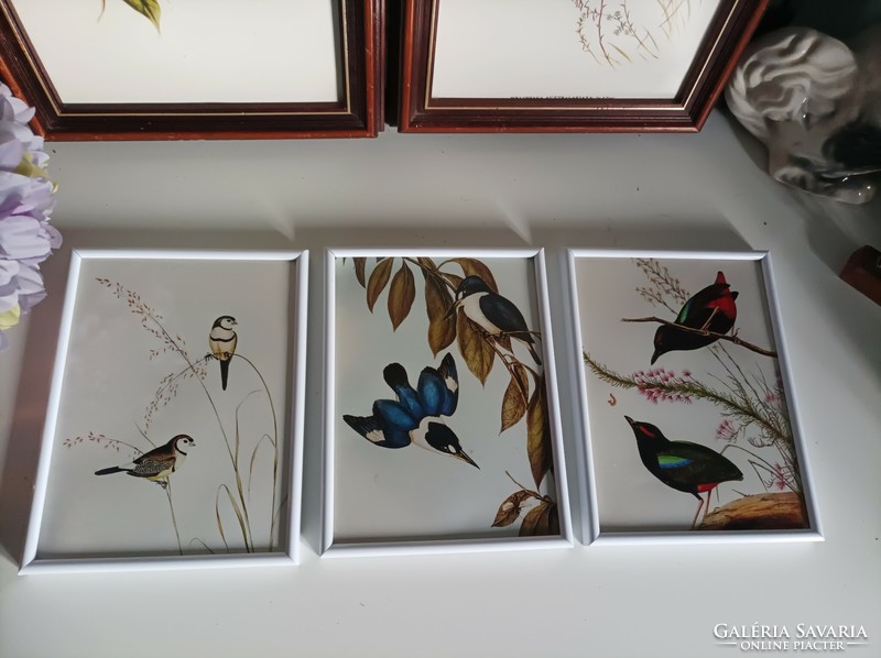 3 Old prints depicting birds in a white frame ornithology