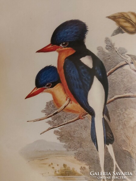 2 db régi madarakat ábrázoló nyomat egyben ornitológia