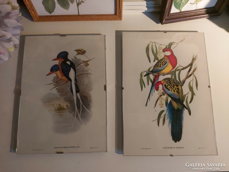 2 db régi madarakat ábrázoló nyomat egyben ornitológia