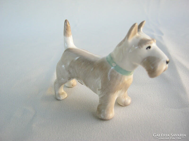 Aquincumi porcelán terrier kutya