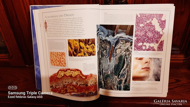 Anatomy guide in German, specialist book with many pictures, new publication, new, large size