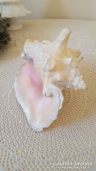 Huge, marine bighorn Strombus gigas clam