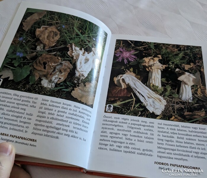 Imre Rimóczi: the most common mushrooms in Hungary (2004)