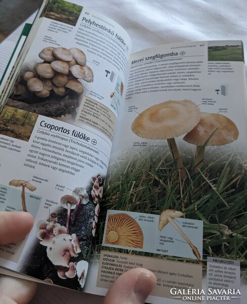 Shelley Evans, b. Kibby: Mushrooms - Definitive Pocket Books (2005)