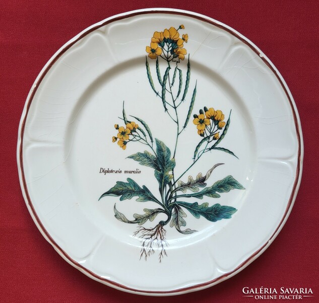 Botanikai virág mintás porcelán kerámia tányér Diplotaxis muralis fali kányazsázsa