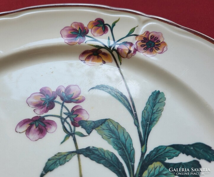 Chimaphila umbellata umbrella bulbs on a porcelain ceramic plate with a botanical flower pattern