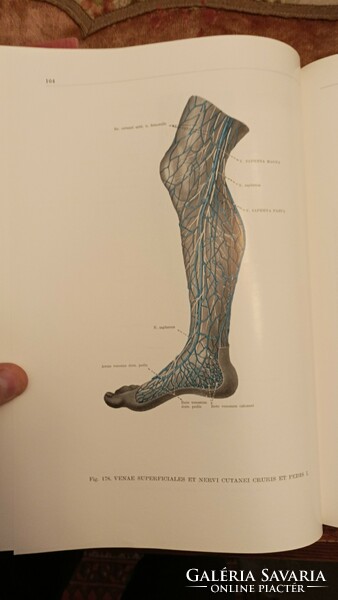 Az ember anatómiájának atlasza I-II-III.