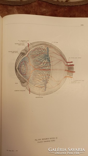 Atlas of human anatomy i-ii-iii.