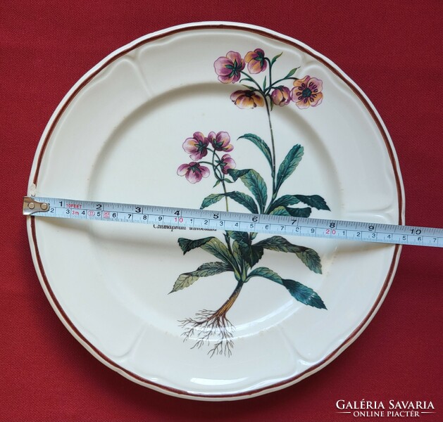 Chimaphila umbellata umbrella bulbs on a porcelain ceramic plate with a botanical flower pattern
