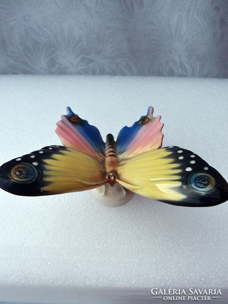 Gyönyörű pillangó