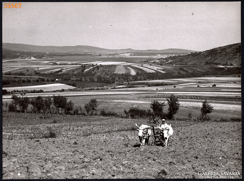 Larger size, photo art work by István Szendrő. Plowing the fields, gray cattle, 1930