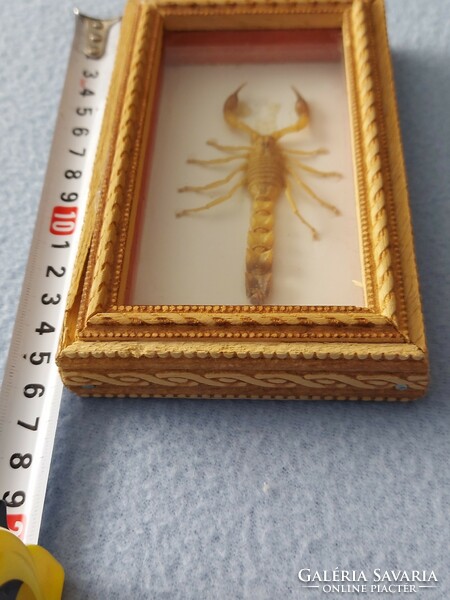 Prepared scorpion in gift box