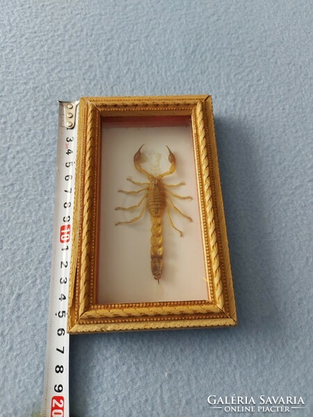 Prepared scorpion in gift box