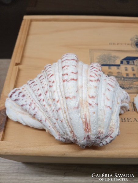 Collection of giant sea shells