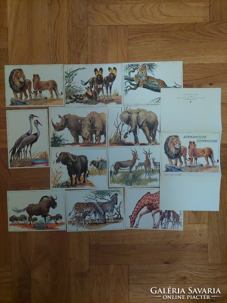 Afrikanische steppentiere/African steppe animals postcard series (even with free shipping)