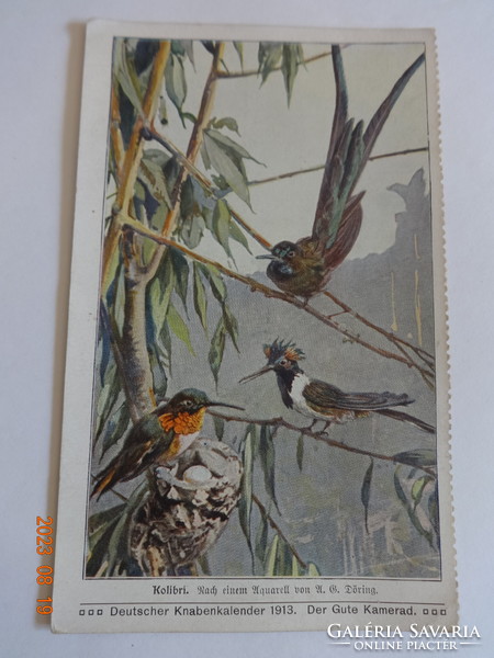 Old German bird postcard: hummingbird