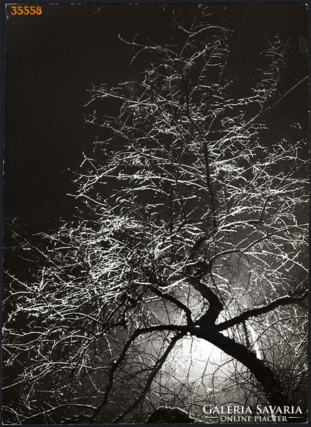 Larger size, photo art work by István Szendrő. Tree branches, still life, nature photo, 1930