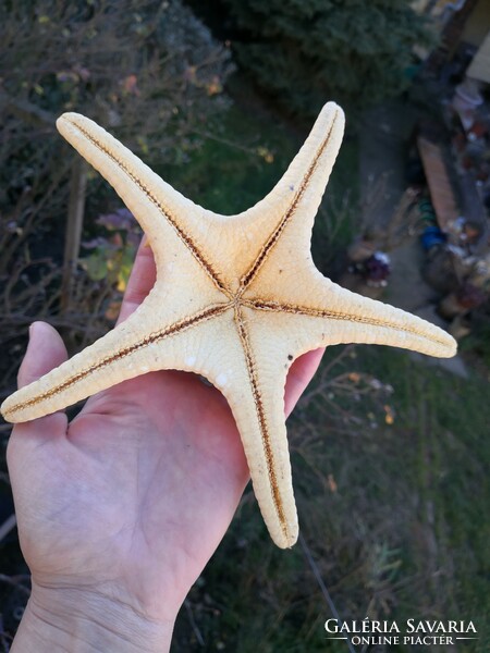 A huge starfish