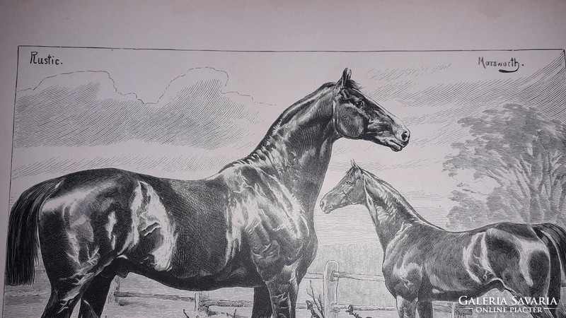Racehorses stallions Prussian royal stable marsworth & duke of edinburgh - Victorian woodcut a3