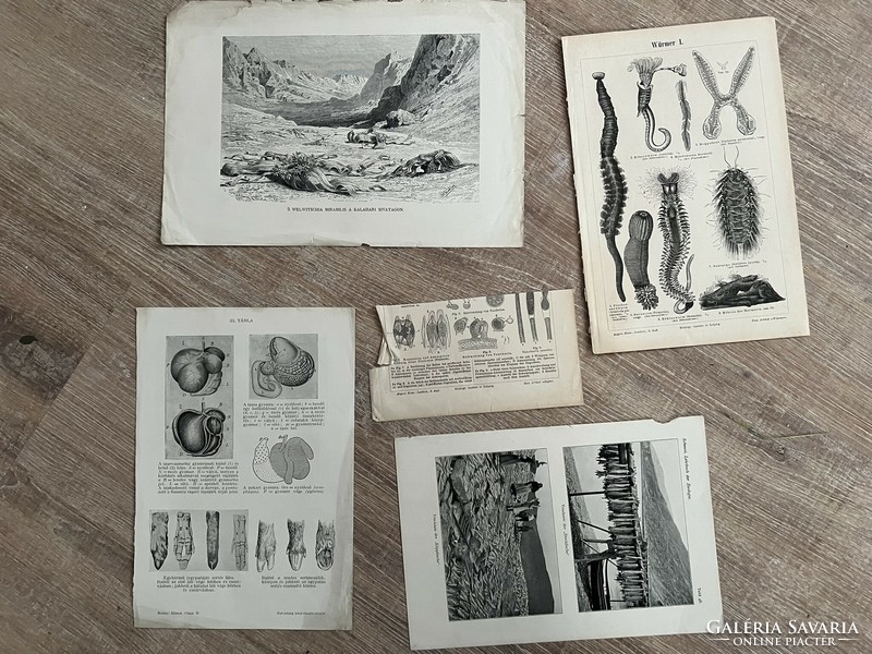 Prints of old book pages in one