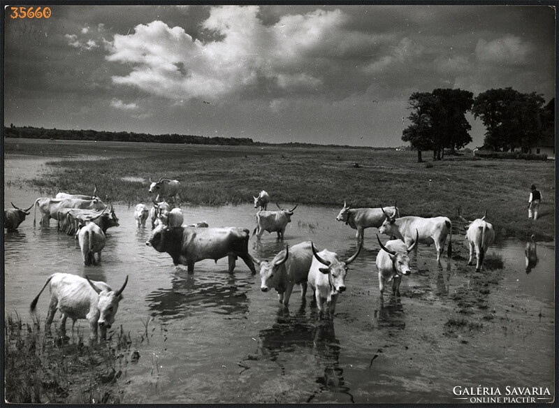 Larger size, photo art work by István Szendrő. Gray cattle in a field, 1930s. Original,