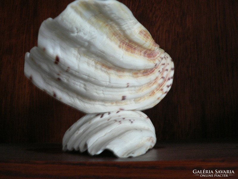 Hatalmas kagyló tál asztalközép