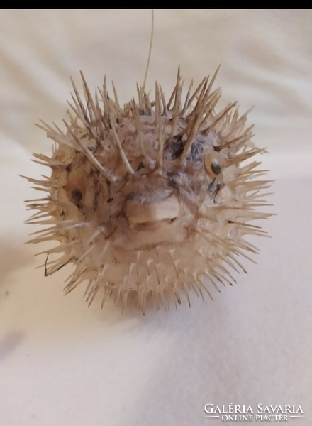 Sea pufferfish 17-18cm