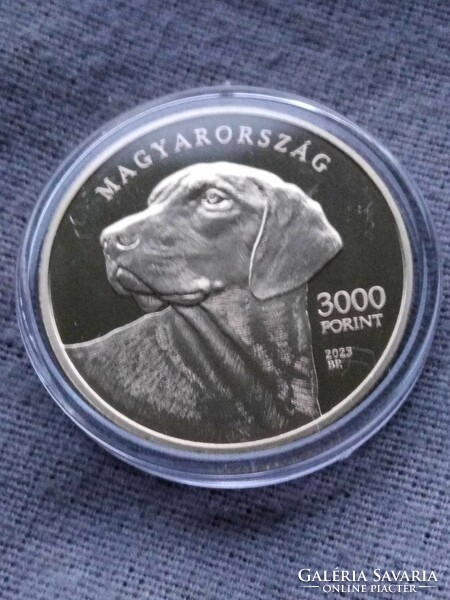 Leárazva! 3000 Forint erdélyi kopó  kutya (1db)