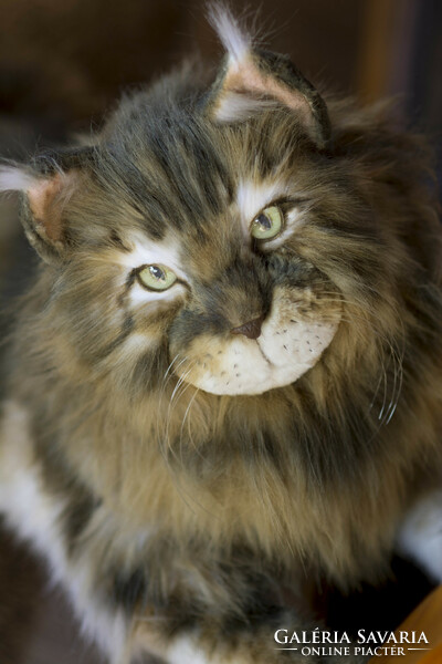 Lifelike, large Maine Coon cat plush portrait