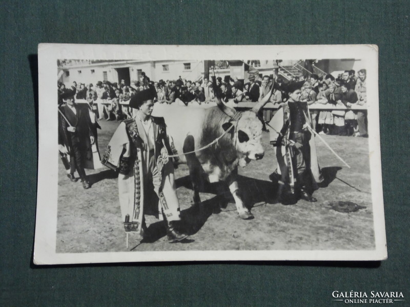 Postcard, Budapest agricultural exhibition, cattle, foal, goulash shepherd