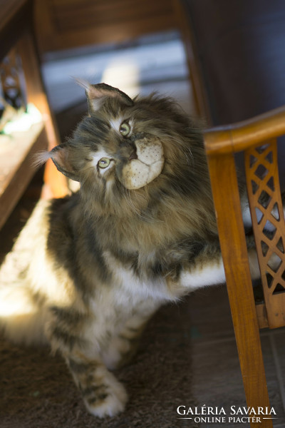 Élethű, nagy méretű Maine Coon macska plüss portré