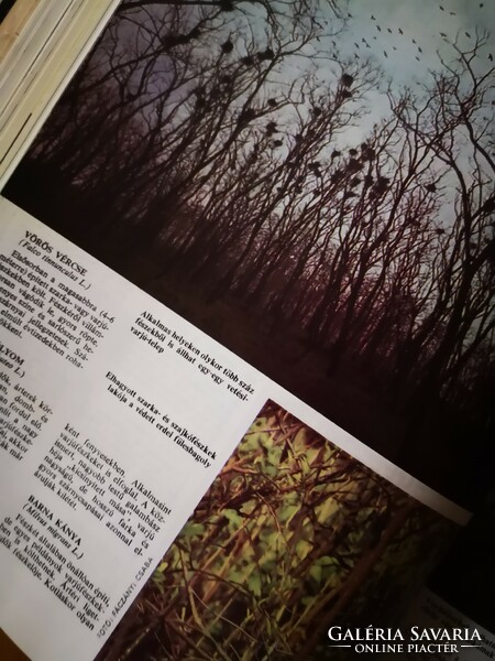 Nimród vadászmagazin 1987 évi kiadványai, fűzve, bekötve, mellékletekkel.