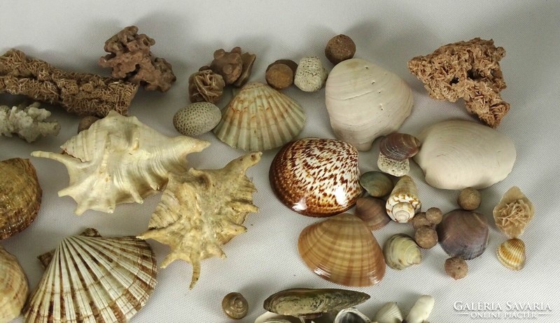 0Q804 old sea shell snail collection