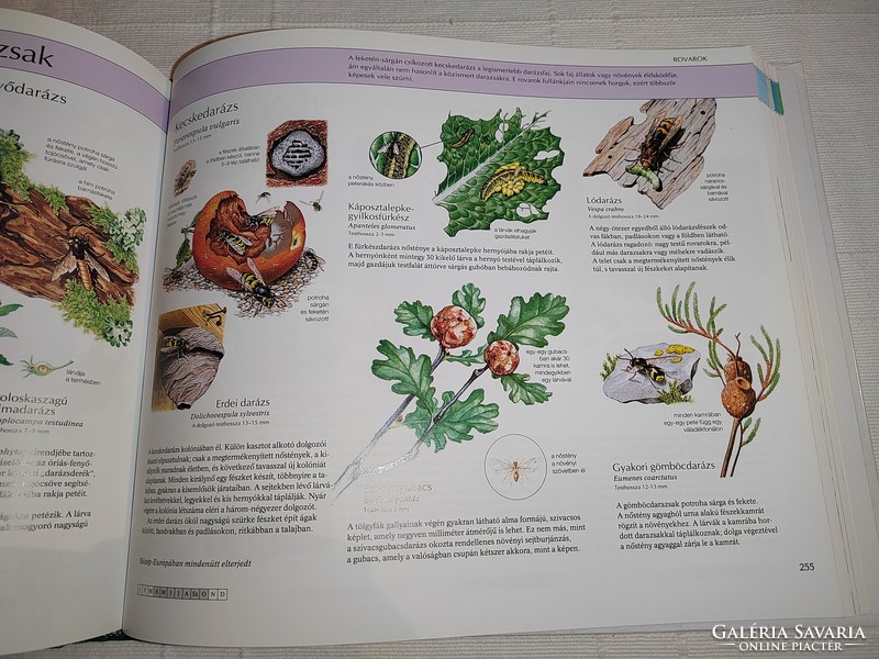 Albert valéria - gabriella dibás (ed.): Handbook for nature lovers
