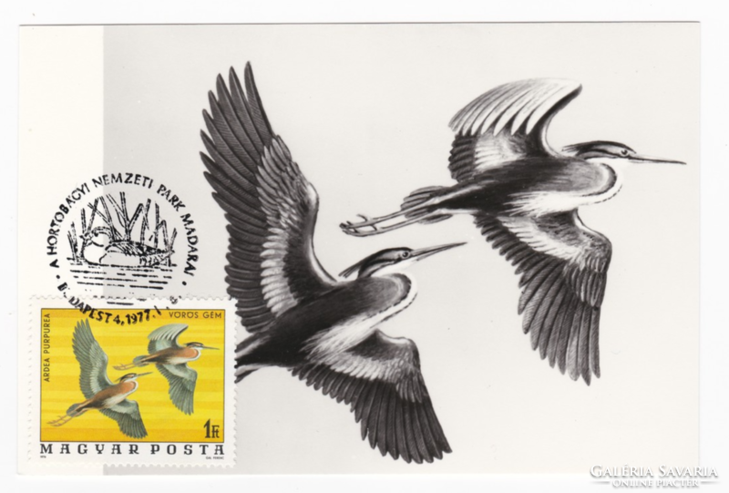 Red heron / ardea purpurea - cm postcard from 1977