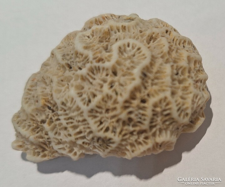 Brain coral (diploria cerebriformis) 4.9 Cm x 3.5 Cm