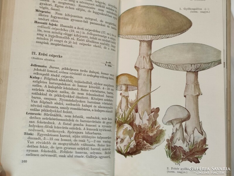 Dr. Zoltán Kalmár, dr. György Makara: our edible and poisonous mushrooms 1963. Gondolat publishing house