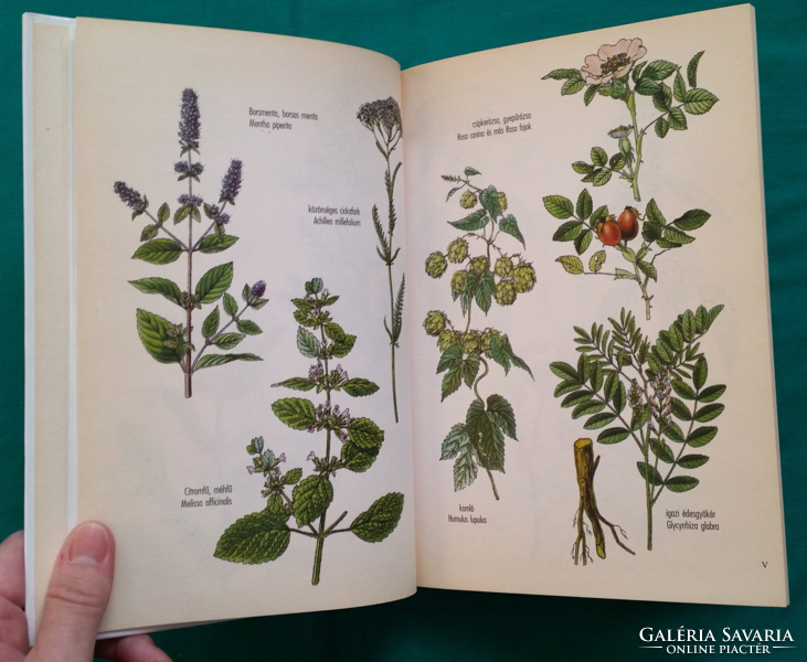 Erzsébet H. Mészáros: medicinal plants that can be grown - natural medicine > herbs and medicinal plants