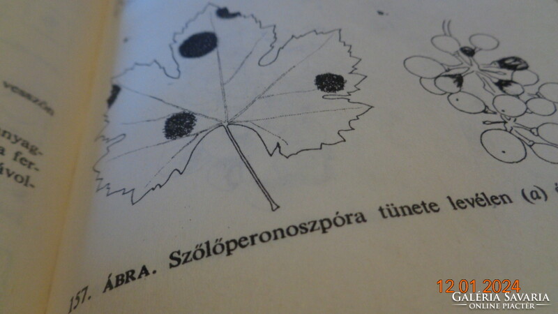 Kertészek növényvédelmi zsebkönyve , írta Dr  Bognár  S.  620 oldalon  . Magvető.