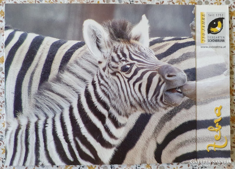 Képeslap üdvözlőlap üdvözlőkártya levelezőlap postatiszta zebra