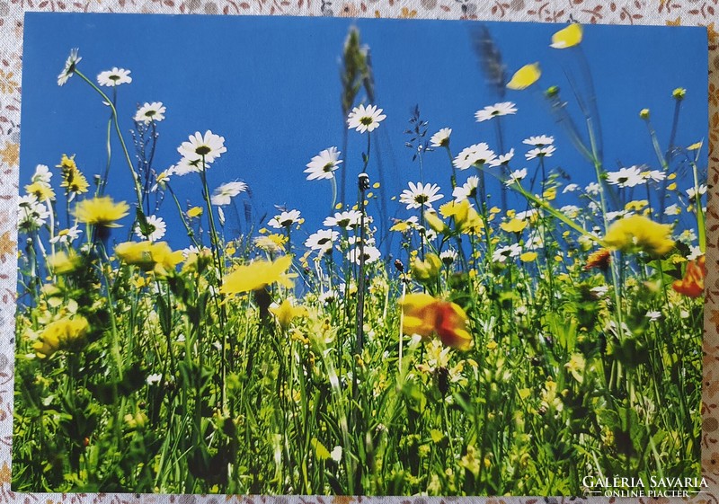 WWF képeslap üdvözlőlap üdvözlőkártya levelezőlap postatiszta margaréta tavasz