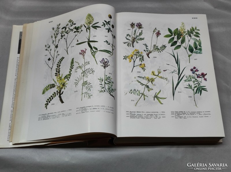 Jávorka-csapody: iconography...flora of the south-eastern part of Central Europe in pictures 40+ with 576 pictures