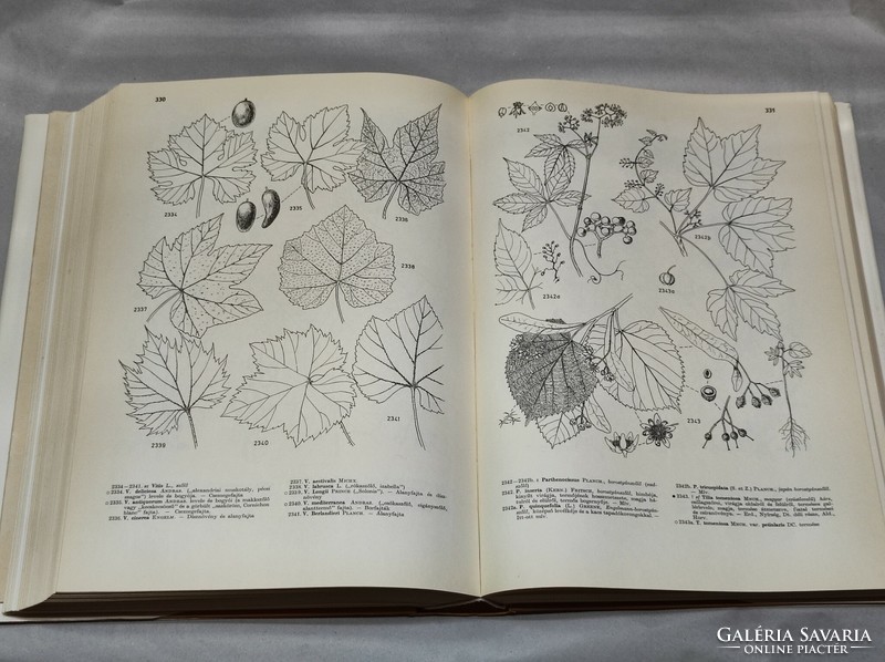 Jávorka-csapody: iconography...flora of the south-eastern part of Central Europe in pictures 40+ with 576 pictures